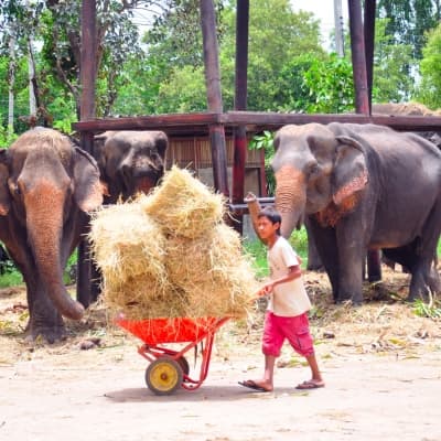 Visite d'un camp d'éléphants
